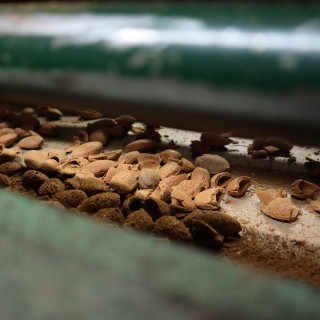 ALMOND ELEGY - CHRONICON